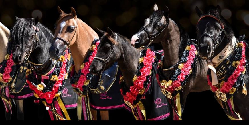 2025 Australian Miniature Horse Society National Show thumbnail